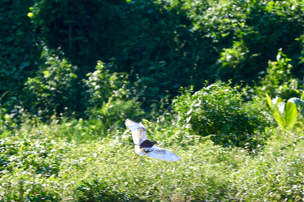 AP0A8037 (1)副本.jpg AP0A8037 (1)副本.jpg