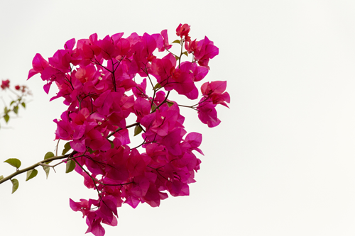 图片19.png 图片19.png