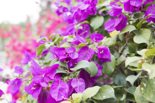 图片9.png 图片9.png